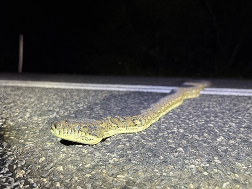 Coastal Carpet Python sighting