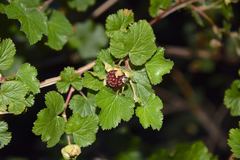 Rubus deliciosus