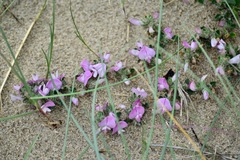 Ononis spinosa procurrens