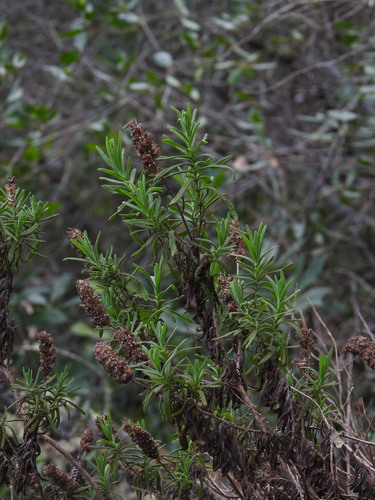 Image of Lavandula viridis by (c) Duarte Frade, some rights reserved (CC BY)