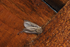 Mythimna anderreggii