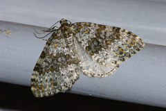 Entephria flavicinctata