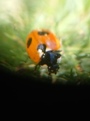 Coccinella magnifica