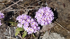 Primula denticulata