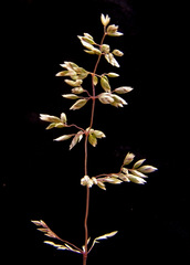 Poa sinaica