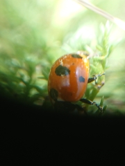 Coccinella magnifica