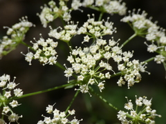 Physospermum cornubiense
