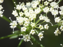 Physospermum cornubiense