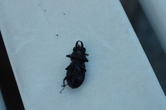Lucanus tetraodon