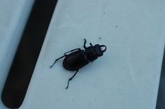 Lucanus tetraodon