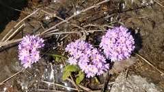 Primula denticulata