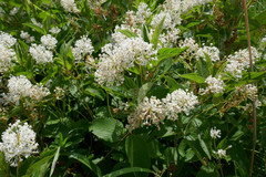 Ceanothus americanus