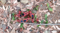 Probergrothius sanguinolens