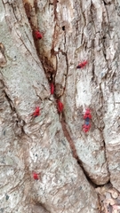 Probergrothius sanguinolens