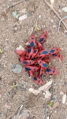Probergrothius sanguinolens