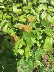 Ligusticum scothicum
