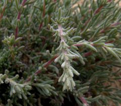 Salsola orientalis