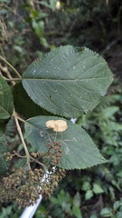 Hydrangea aspera, photograph (c) Cheng-Te Hsu, some rights reserved (CC BY)