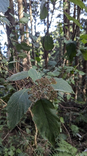 Hydrangea aspera, photograph 3