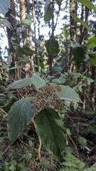 Hydrangea aspera, photograph (c) Cheng-Te Hsu, some rights reserved (CC BY)