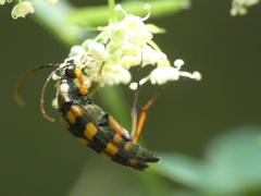 Strangalia attenuata