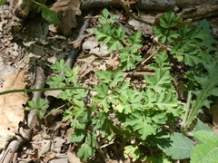 Physospermum cornubiense