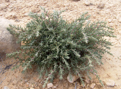Salsola orientalis