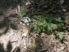 Physospermum cornubiense
