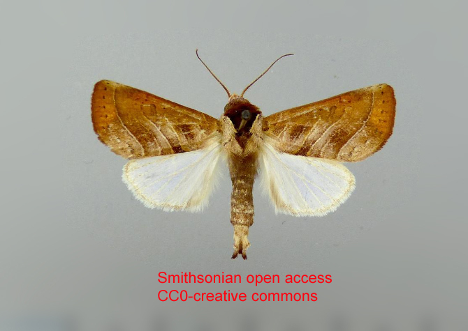 Marthula agathanzela