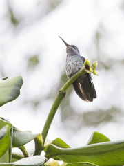 Chrysuronia oenone