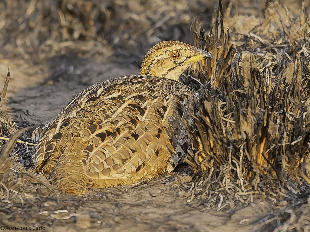 Ring-necked Francolin photo