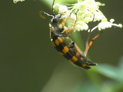 Strangalia attenuata