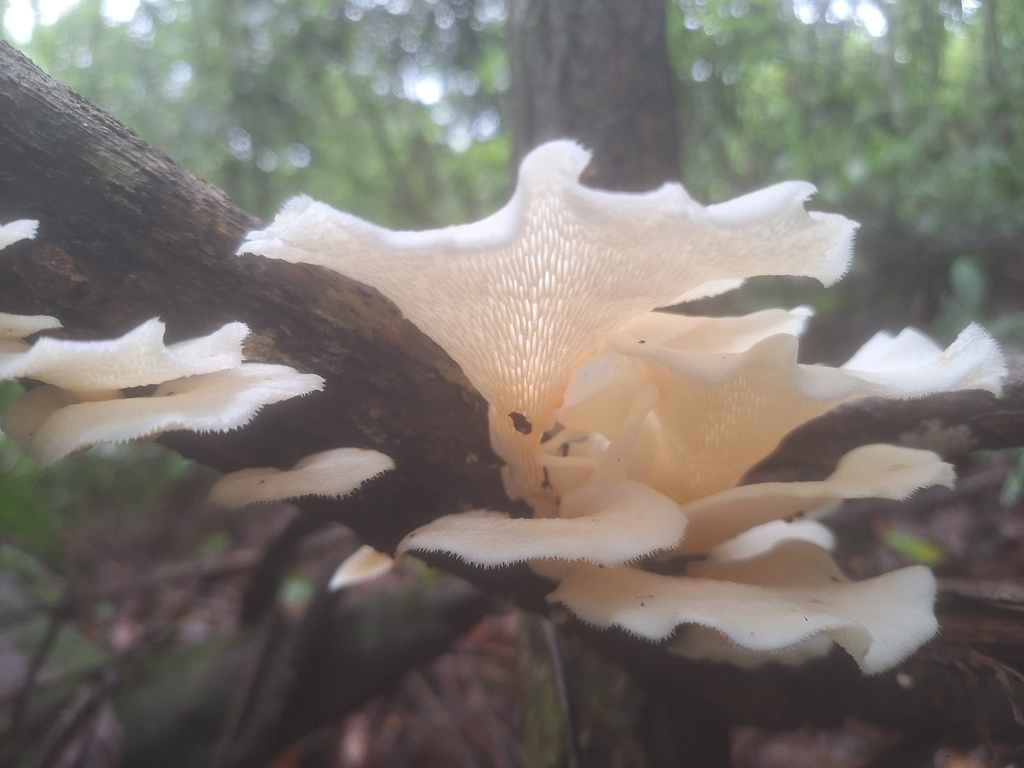 Favolus brasiliensis · November 2024 · photo: © francisco_bezerra (iNaturalist, cc-by-nc)