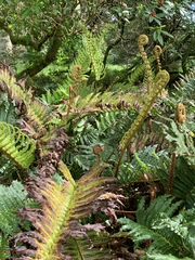 Blechnum cordatum