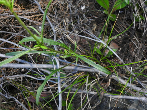 Image of Succisa Pinnatifida (Succisa pinnatifida) by (c) Duarte Frade, some rights reserved (CC BY)