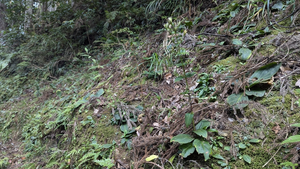 Swertia shintenensis; photograph (c) Cheng-Te Hsu, some rights reserved (CC BY)
