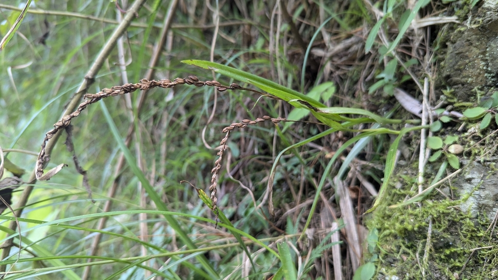 Herminium lanceum
