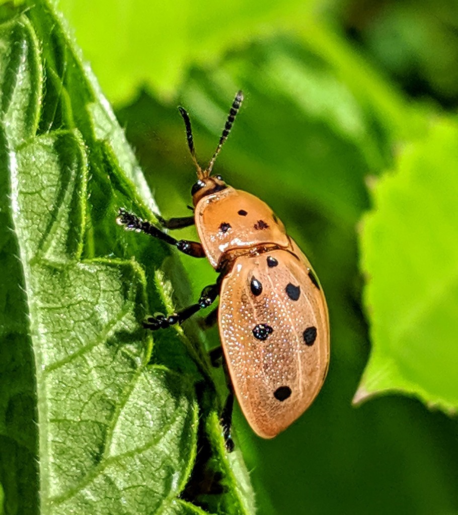 Argus Tortoise Beetle from Sunset Beach, NC 28468, USA on July 14, 2019 ...