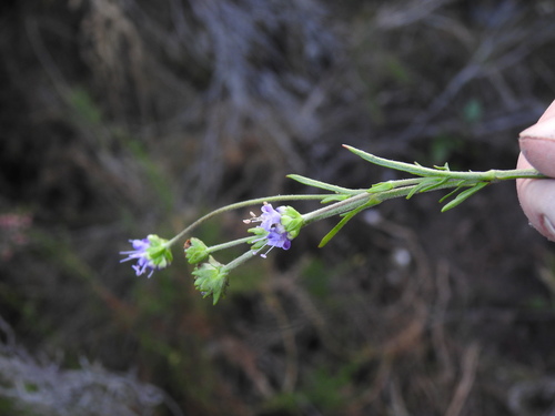 Image of Succisa Pinnatifida (Succisa pinnatifida) by (c) Duarte Frade, some rights reserved (CC BY)