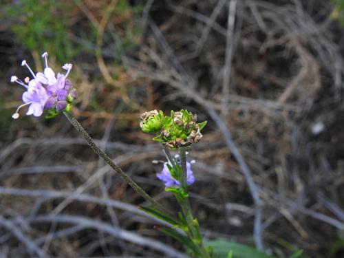Image of Succisa Pinnatifida (Succisa pinnatifida) by (c) Duarte Frade, some rights reserved (CC BY)