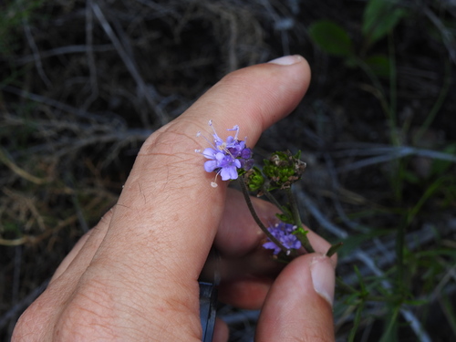 Image of Succisa Pinnatifida (Succisa pinnatifida) by (c) Duarte Frade, some rights reserved (CC BY)