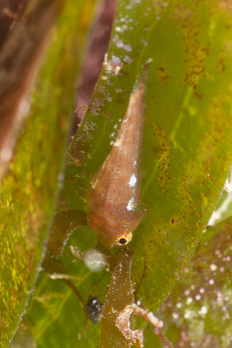 Sea urchin clingfish