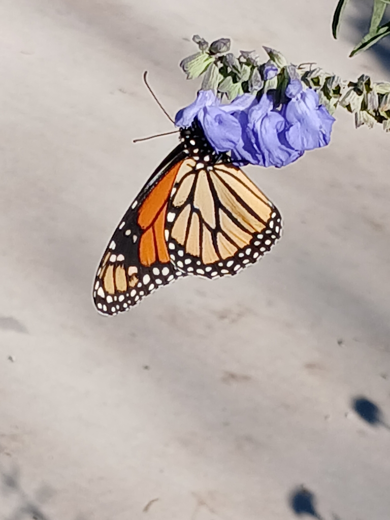 Monarch from Norman, OK 73071, USA on November 9, 2024 at 02:38 PM by ...