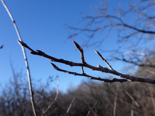 Image of Ulmus thomasii by (c) Loopy30, some rights reserved (CC BY-SA)