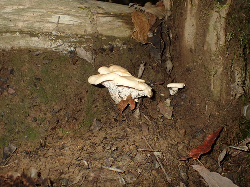 Hydnum repandum