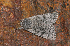 Acronicta euphorbiae
