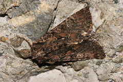 Mniotype adusta