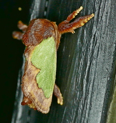 Euclea incisa