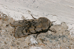 Agrotis simplonia