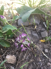Allium bisceptrum
